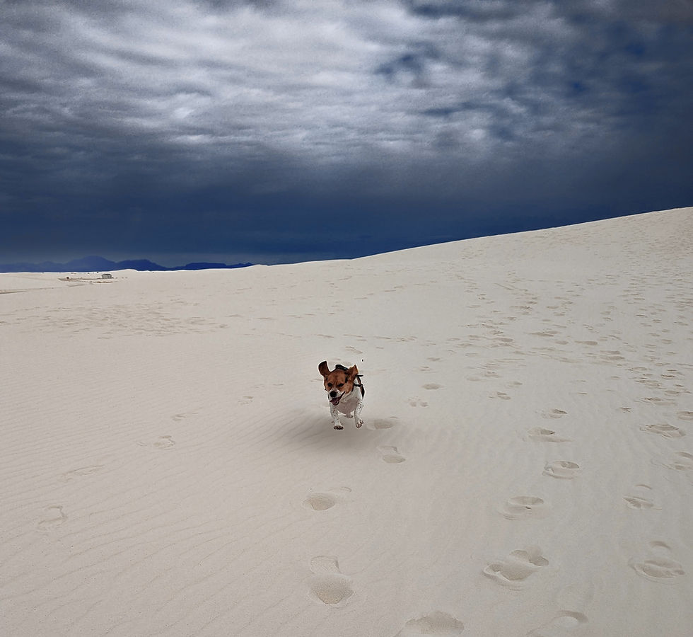 Dog joyfully running on sandy desert with cloudy sky. Paw prints trail behind, creating a lively and playful atmosphere.