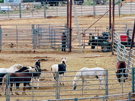 Rock Springs, Wyoming: Wild Horses, Pit Stops, and Passenger Princesses