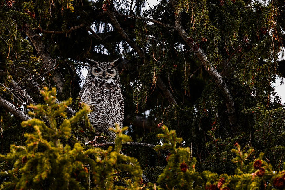 Great horned owl perched in a tree, with piercing yellow eyes and distinctive ear tufts, blending into the forest canopy.