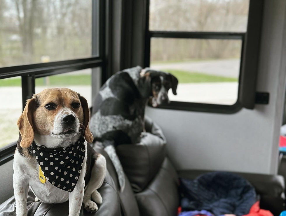Two dogs sit on a couch in an RV. One wears a polka dot bandana. The window shows a blurry outdoor scene. Calm mood.