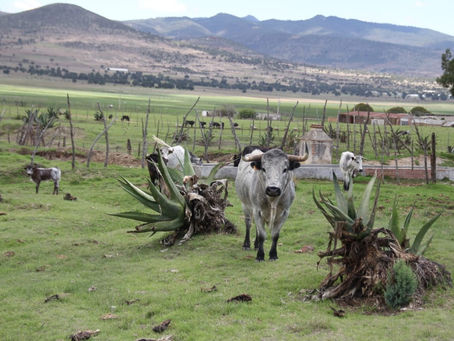 #AIGCcTlx | ITDT BUSCA FORTALECER LA TAUROMAQUIA EN EL ESTADO