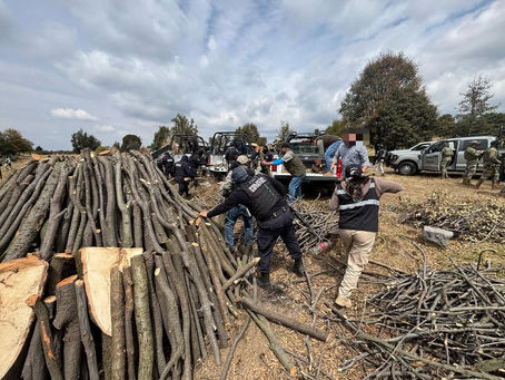 #GraphosCc #Tlx #Noticias #GobTlax | REFUERZAN OPERATIVOS CONTRA LA TALA ILEGAL EN TLAXCALA; PROFEPA REPORTA MÁS DE 115 ACCIONES Y 631 M³ DE MADERA ASEGURADA