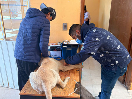 #GraphosCc #Tlx #Noticias #Municipios #Huamantla | Realizan jornada de esterilización en el Pueblo de General Francisco Villa; se efectuaron 13 cirugías