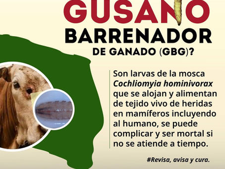 #GraphosCc #Tlx #Noticias #Municipios #Huamantla | HUAMANTLA SE SUMA A CAMPAÑA DE PREVENCIÓN CONTRA EL GUSANO BARRENADOR