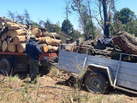 #AIGCcTlx | ASEGURA SSC CAMIONETA Y REMOLQUE CON MATERIAL FORESTAL EN SAN LUIS TEOLOCHOLCO