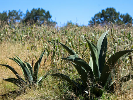 #GraphosCc #Tlx #Noticias #GobTlax | RECONOCEN AL PULQUE DE TLAXCALA COMO PRODUCTO CON INDICACIÓN GEOGRÁFICA