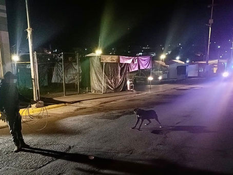 #GraphosCc #Tlx #Noticias #Municipios #TlaxcalaCapital | PARA PROTEGER LA SEGURIDAD Y SALUD DE LA POBLACIÓN EL AYUNTAMIENTO DE LA CAPITAL RETIRA CANES DEL PRIMER CUADRO DE LA CIUDAD