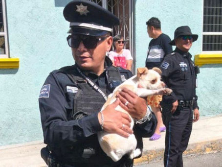 #GraphosCc #Tlx #Noticias #Municipios #TlaxcalaCapital | POLICÍA MUNICIPAL DE TLAXCALA RESCATA Y CONSUELA A PERRITO EN EXPLOSIÓN EN ACUITLAPILCO