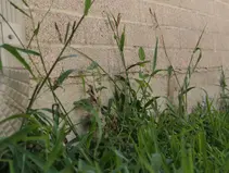 North Texas cities holding their fire as Houston sues over preemption law