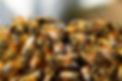 Screenshot 2025-07-29 at 4.59.29 PM.png