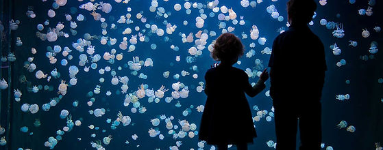 Vancouver_VancouverAquarium_HI_Attractions_14FEB2022_188af813-d460-41f9-b89f-f83bd953f973.