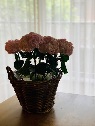 IMG_2597.JPEG