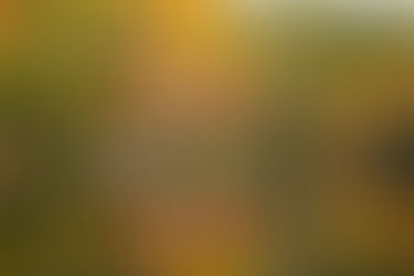 ניו אינגלנד בשלכת ההיית או חלמתי חלום - חלק ב' השבוע הראשון