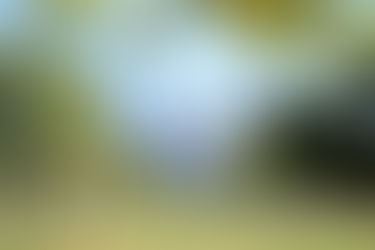 ניו אינגלנד בשלכת ההיית או חלמתי חלום - חלק ד' השבוע האחרון