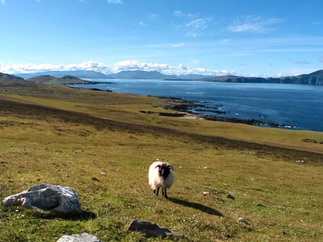 Wild Atlantic Way : un mouton peut en cacher un autre