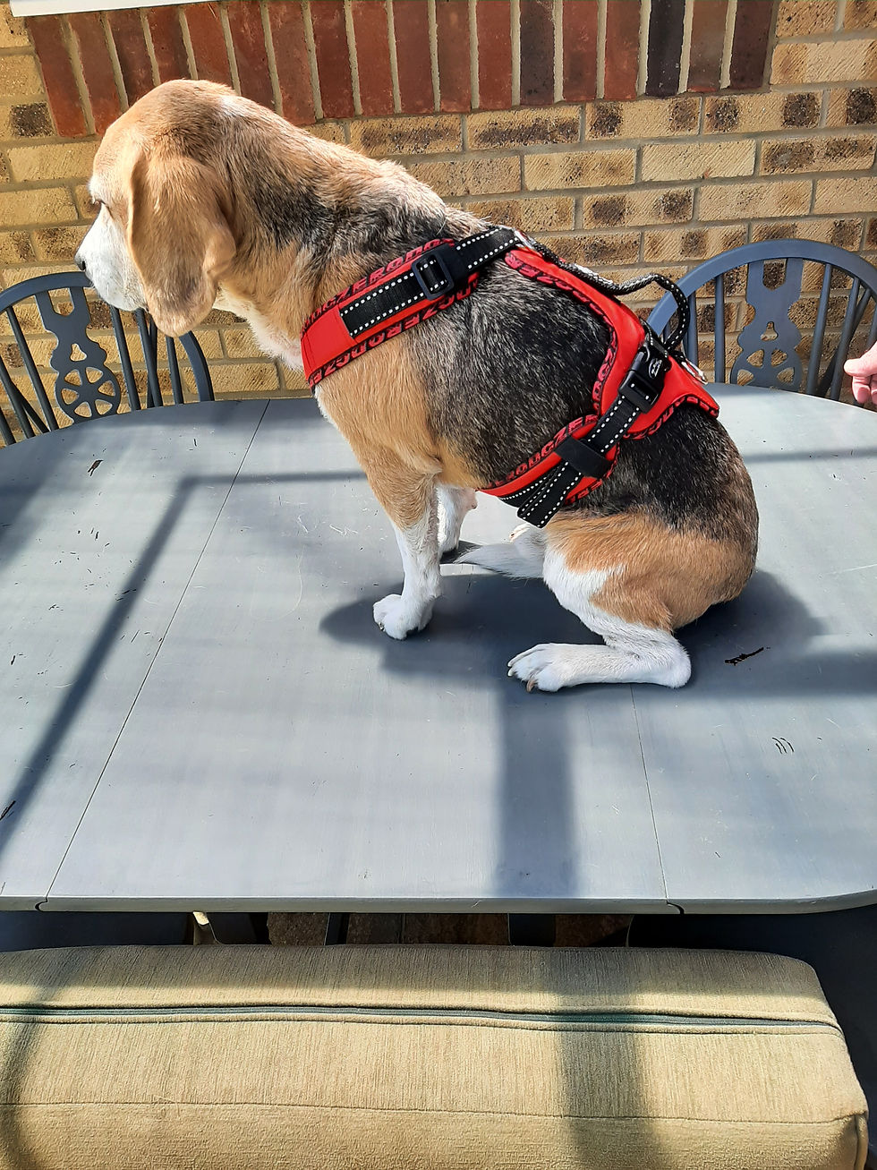 Thumbnail: Zero DC Hobby Harness - Easy Peasy