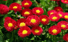 Review on Contemplation upon flowers.