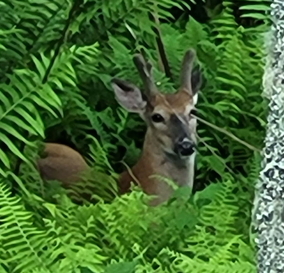 A buck in velvet