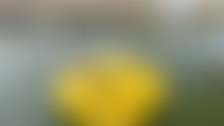 Green Hydrogen Production: Lhyfe says Offshore Electrolysis could help at Risk Marine Life