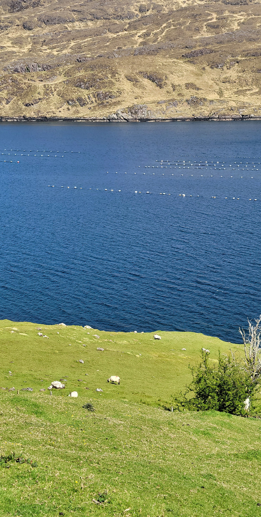 Killary Sheep Farm