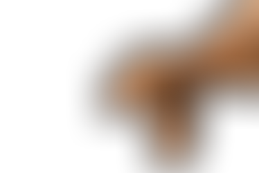 New Puppy Checklist UK (2026 Guide) – Costs, Vaccines & Insurance