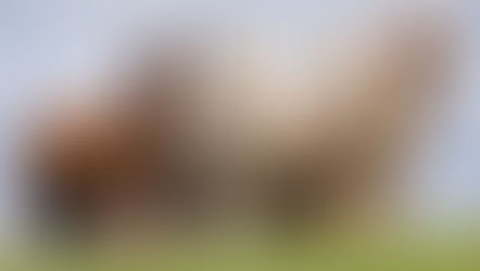 The Year of the Camelids: United Nations, 2024