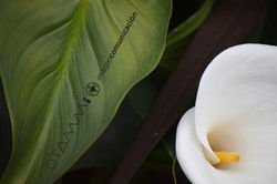 detalles