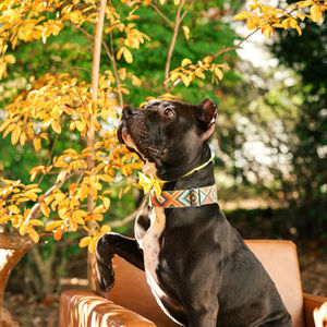 Grass Roots Rescue- Eight