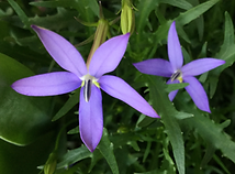 IMG_5884.PNG