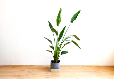 large plant edit floor.jpg