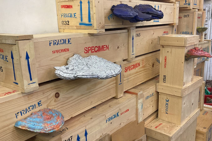Studio install T-F Nature bracket fungus's on crates x5.jpeg