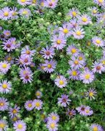 Aromatic Aster-Symphyotrichum oblongifol