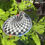 Thumbnail: Checkerboard Glitter Sticker