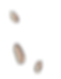ile1roche5.png