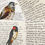 Thumbnail: Birds of Shame - Volume Two