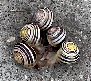 snail family slimy yellow and brown
