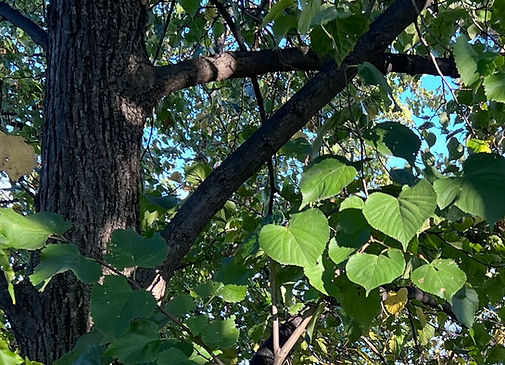 heart shaped leaves