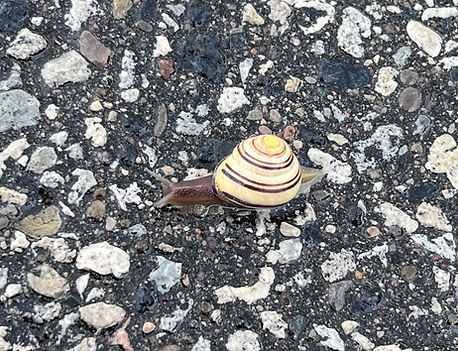 snail