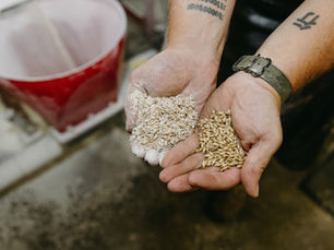 Indiana Whiskey Local Grains