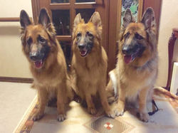 11855736_875516975877444_2098371237840620566_n[2]