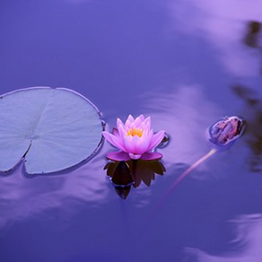 PISCES – Remembering Who Forgives You