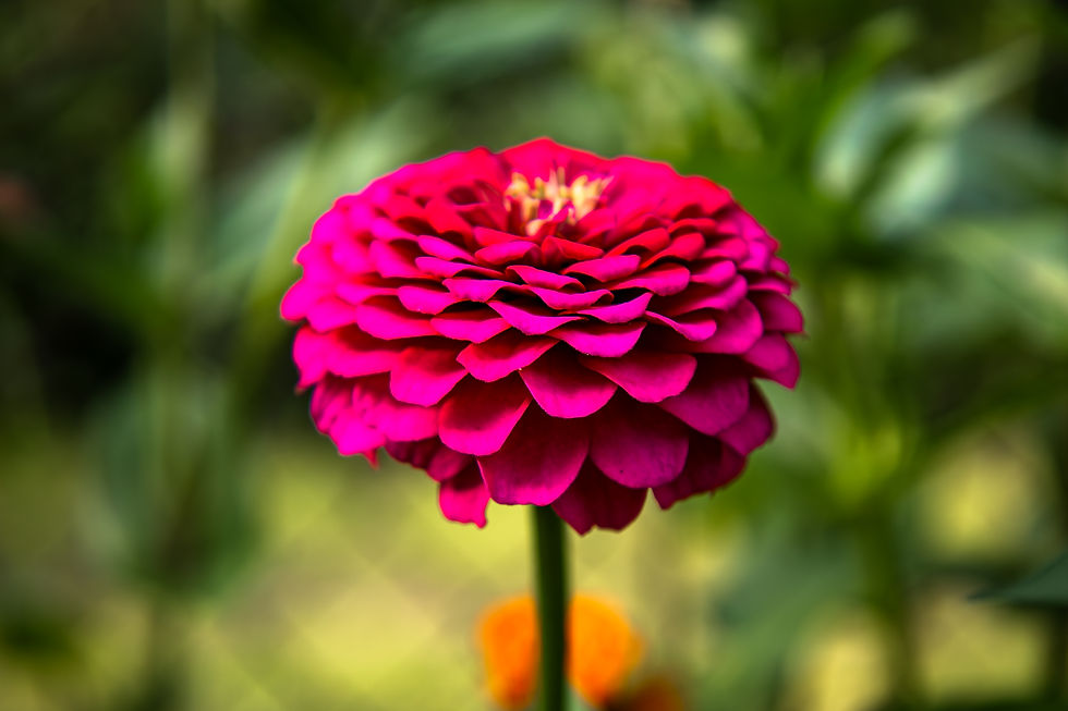 Garden 2