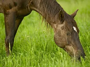 système digestif cheval 