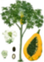 Papaye sauvage   - Carica papaya