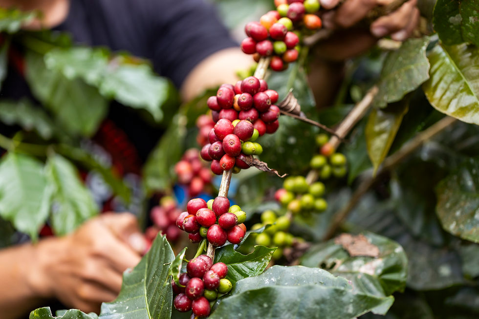harvesting-coffee-berries-by-agriculture-coffee-b-2026-01-08-00-06-12-utc.jpg