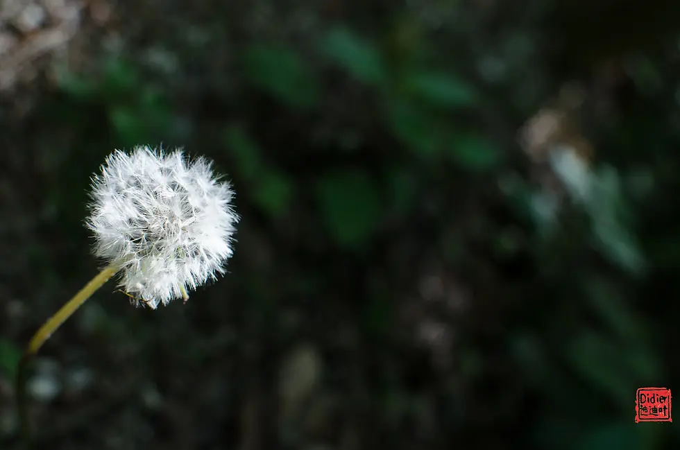 DSC_1954.webp