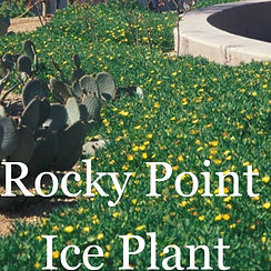 rockyPointIcePlant1_edited.jpg