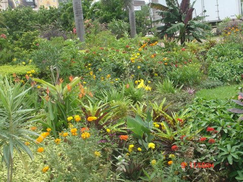 Assorted Tropical Shrubs