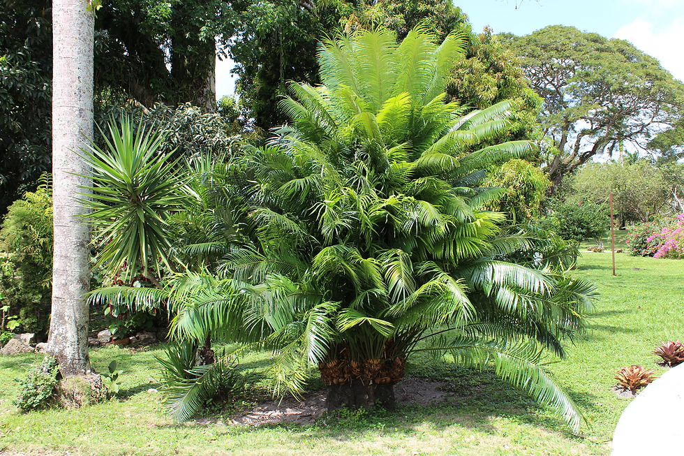 Cycas rumphii