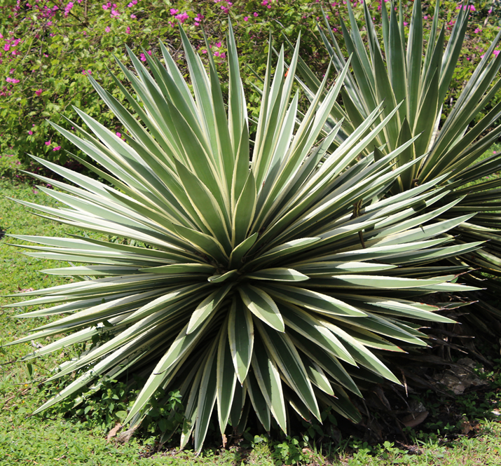 spikey_plant